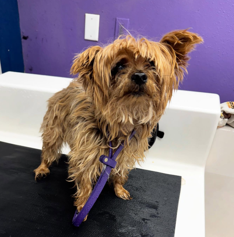 Yorkie Transformation before grooming