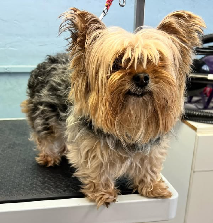 Yorkie Glow Up before grooming