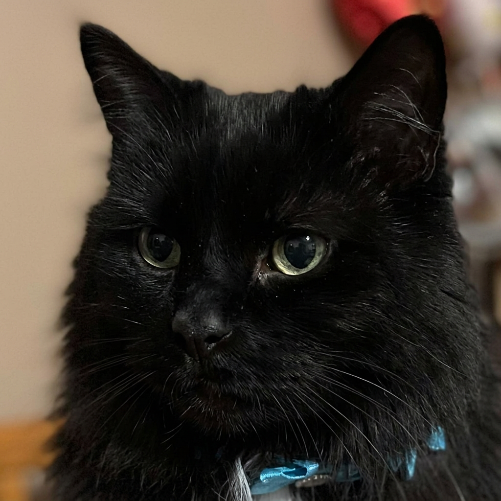 Black cat with lion cut